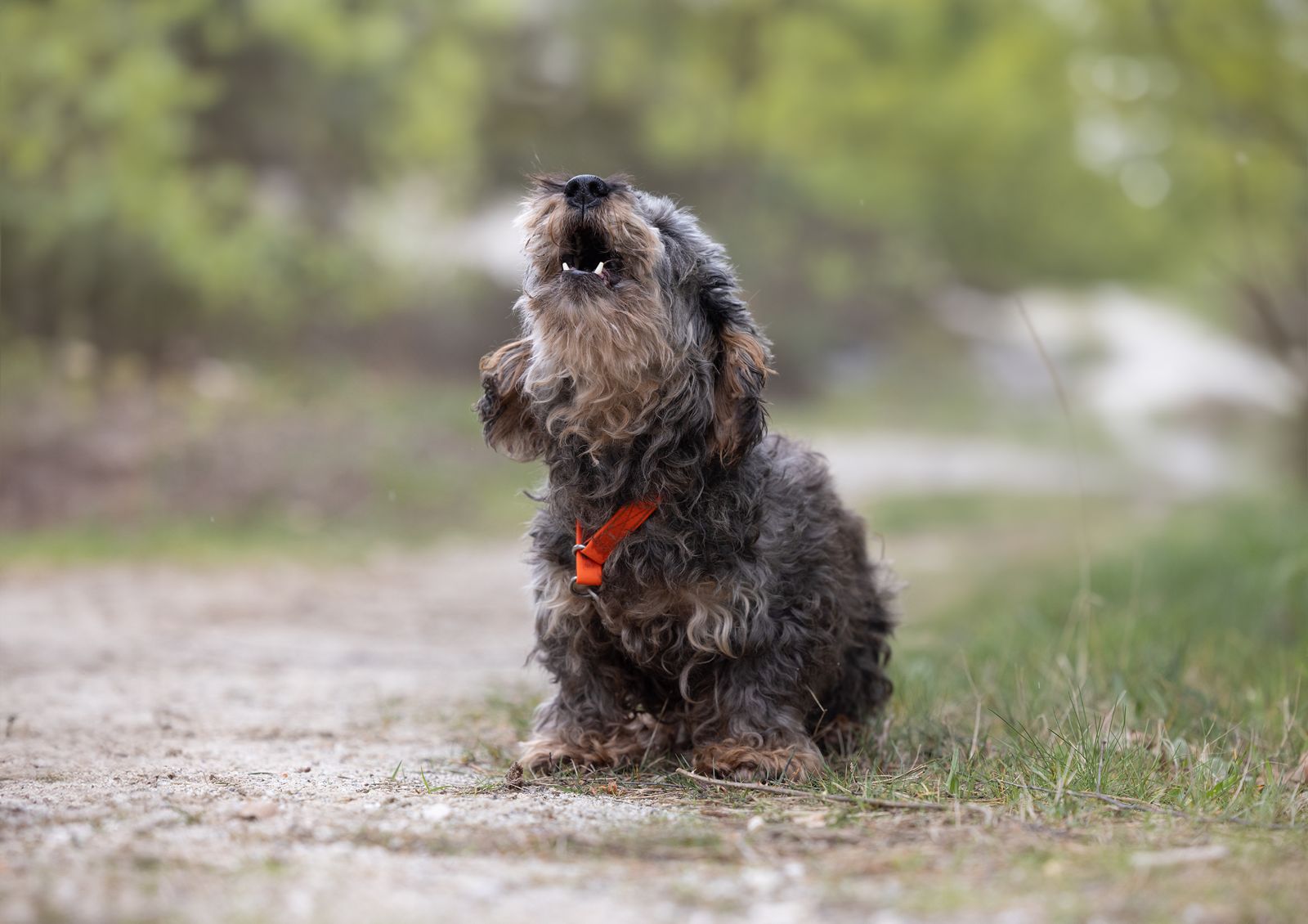 Hund-Dackel-bellt-Wald